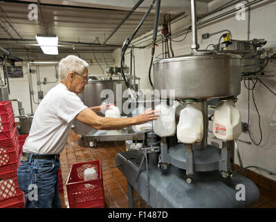 Operatore di caseificio il riempimento di un gallone di bottiglie, latte pastorizzato il latte omogeneizzato. Foto Stock