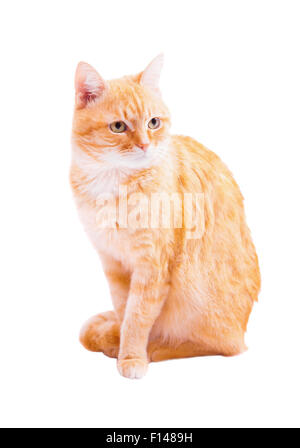 Gatto rosso su sfondo bianco Foto Stock