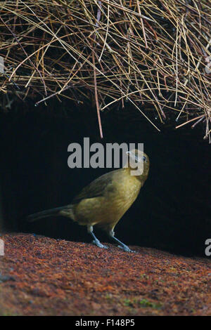 Voce maschile Vogelkop bowerbird (Amblyornis inornatus) costruzione tetto bower. Monti Arfak, Papua occidentale, in Indonesia. Foto Stock