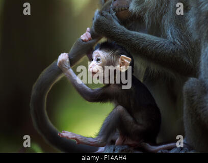 Lunga coda Macaque (Macaca fascicularis) del bambino di età compresa da 2 a 4 settimane tenendo premuto su di un adulto della coda mentre viene curato. Bako National Park, Sarawak, Borneo Malese. Foto Stock