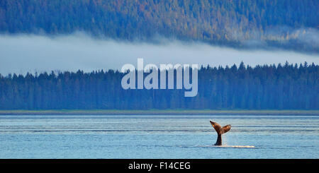 Fluke di coda di un diving Humpback Whale (Megaptera novaeangliae) misty costa in sfondo , Alaska, Stati Uniti d'America. Golfo di Alaska, Oceano Pacifico. Foto Stock