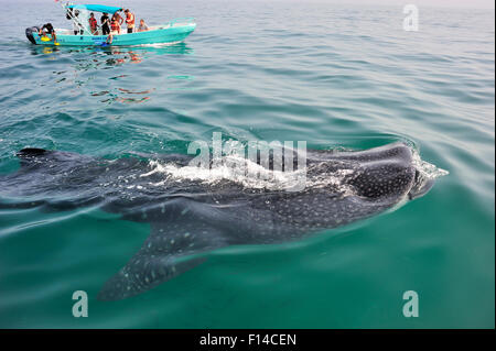 Squalo balena (Rhincodon typus) bocca aperta l'assorbimento di plancton in superficie con i turisti guardano da barca, la penisola dello Yucatan, Messico. Caraibi. Foto Stock