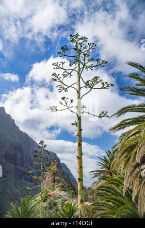 Impianto di secolo contro il villaggio di Masca e montagne, Tenerife, Isole canarie, Spagna Foto Stock