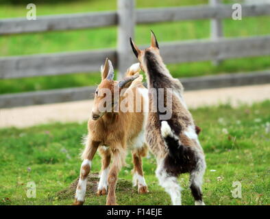 Due giovani capre giocando la lotta sul verde erba a molla Foto Stock