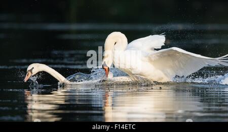 Cigno (Cygnus olor), attaccando un rivale in acqua, Germania Foto Stock