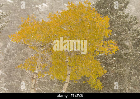 ASPEN alberi in giallo Colore di autunno durante la caduta di neve Foto Stock