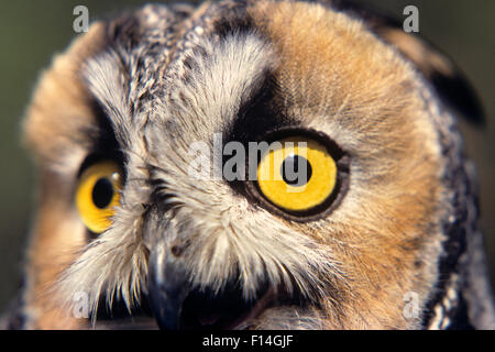 LONG EARED OWL Asio Otis Europa, ASIA, AMERICA DEL NORD di close-up di faccia Foto Stock