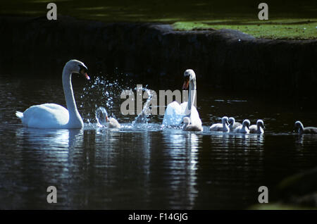 Due cigni con giovani Cygnus olor Foto Stock