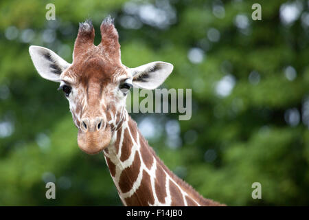 Giraffa reticolata testa con spazio sulla destra per il testo Foto Stock