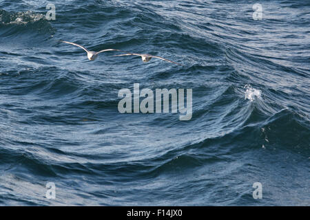 Una coppia di Northern Fulmar in Svalbard. Foto Stock