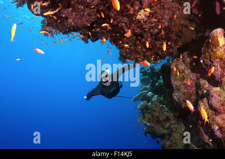 Ottobre 15, 2014 - Mar Rosso, Egitto - Freediver immersioni vicino alla barriera corallina, Mar Rosso, Egitto (credito Immagine: © Andrey Nekrasov/ZUMA filo/ZUMAPRESS.com) Foto Stock