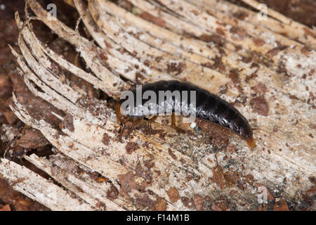 Quattro-spotted seppellire beetle, larva grub, Vierpunktiger Aaskäfer, larve, Vierpunkt-Aaskäfer, Dendroxena quadrimaculata Foto Stock