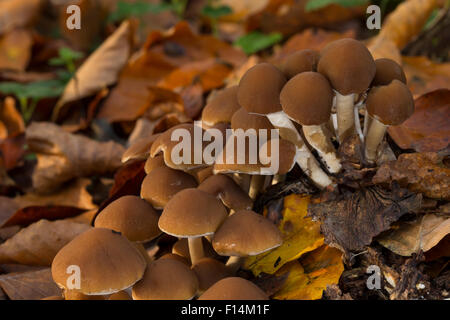 Moncone comune Brittlestem, Wässriger Mürbling, Wässriger Faserling, Psathyrella piluliformis, Psathyrella hydrophila Foto Stock