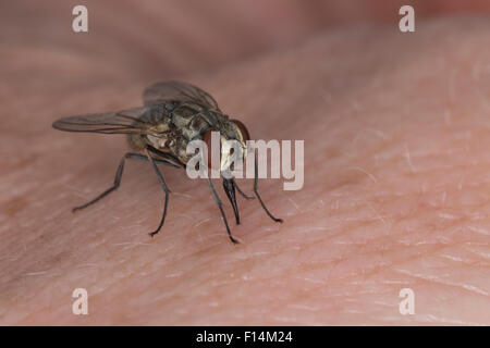 Volo stabile, granaio fly, mordere house fly, cane fly, femmina, Wadenstecher, Wadenbeißer, Stechfliege, Weibchen, Stomoxys calcitrans Foto Stock