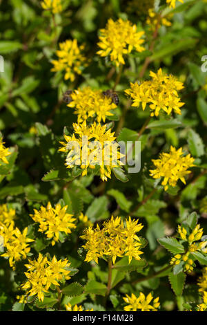 Rock Stonecrop, Felsen-Fetthenne, Tripmadam, Fetthenne, Felsenfetthenne, Felsen-Mauerpfeffer, Sedum rupestre, Sedum reflexum Foto Stock