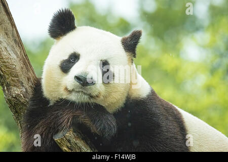 Ritratto di un gigantesco orso panda durante la pioggia in una foresta dopo aver mangiato il bambù Foto Stock