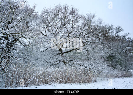 Coperte di neve alberi e siepi ed erba a Manor Park in Caterham, Surrey in Inghilterra dopo la nevicata Foto Stock