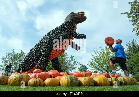 Robert Drozdowski della fattoria Erlebnishof Buschmann und Winkelmann funziona su una figurina di un T-Rex dinosauro nelle Klaistow, Germania 27 agosto 2015. La tradizionale fiera di zucca si apre sotto il motto "Koenige in Klaistow' (lt: Kings in Klaistow) presso la fattoria il 29 agosto 2015. Più di 100.000 zucche, la maggior parte dei quali sono stati costruiti per rappresentare gli interessi dei membri del regno animale, il mondo delle fiabe o antichi prussiani, sono già stati installati in mostra presso il Spargel- und Erlebnishof Buschmann und Winkelmann. Foto: PATRICK PLEUL/dpa Foto Stock