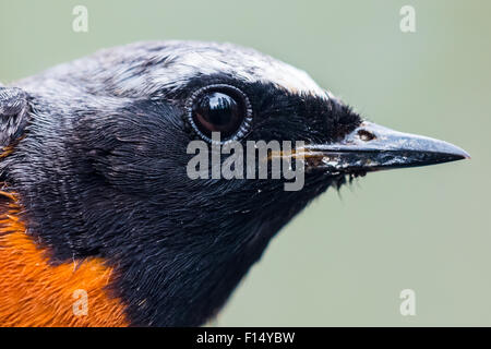 Maschio redstart comune (Phoenicurus phoenicurus) Foto Stock