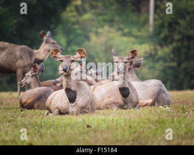 Femmine di Sambar cervi. Foto Stock