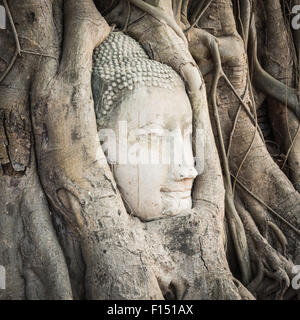 Testa di Buddha ricoperta da alberi di fico in Wat Mahathat. Al parco storico di Ayutthaya Foto Stock