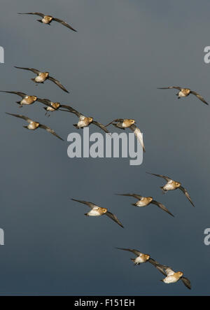 La migrazione di gregge di Golden plover (Pluvialis apricaria) contro un cielo in tempesta in arrivo in Northumberland. Cresswell, Northumberland, Regno Unito. Novembre. Foto Stock