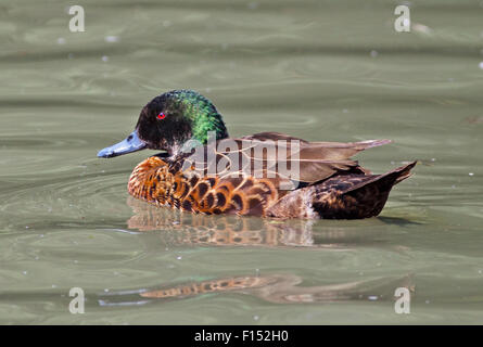 Chestnut Teal (anas castanea), WWT Slimbridge, Gloucestershire, Inghilterra Foto Stock