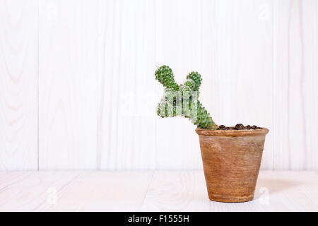 Cactus in vaso sul bianco sullo sfondo di legno Foto Stock