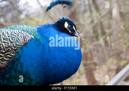 Maschio blu indiano Peacock nel Parco Lazienki, Varsavia, Polonia Foto Stock