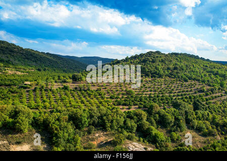 Vista panoramica di una nocciola boschetto di alberi nelle montagne di Prades, Spagna Foto Stock