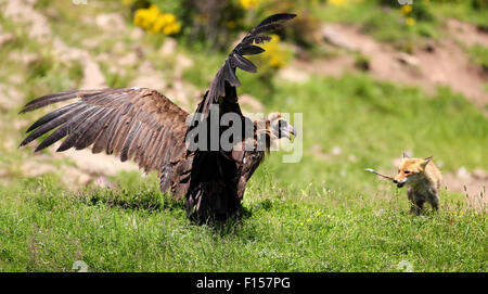 Cinereous eurasiatica (nero) Vulture (Aegypius monachus) ha un stand off con un rosso volpe (vulpes vulpes) Foto Stock