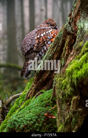 Francolino di monte / hazel hen (Tetrastes bonasia / Bonasa bonasia) maschio appollaiato sul ceppo di albero nel bosco Foto Stock