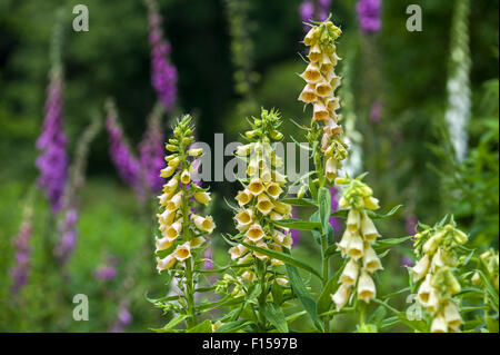 Grande a fiore foxglove / Grande giallo foxglove (Digitalis grandiflora) nativa per il sud Europa e Asia Foto Stock