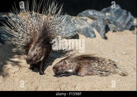 Due indiani Crested istrici / Indian Porcupine (Hystrix indica), nativo di Asia del sud e del Medio Oriente Foto Stock