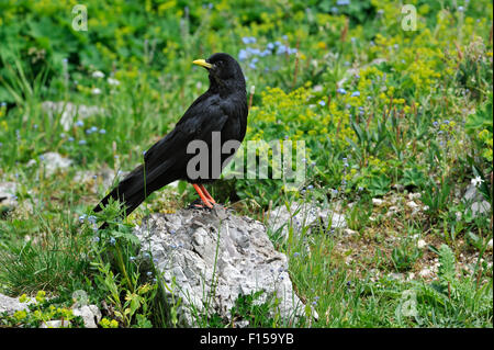 Gracchio alpino / giallo-fatturate (CHOUGH Pyrrhocorax graculus) appollaiato sulla roccia in prato alpino, Alpi Foto Stock