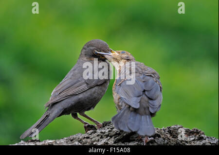 Merlo comune (Turdus merula) femmina capretti di alimentazione Foto Stock