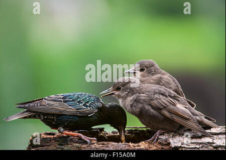 Due comuni per gli storni / Europea starling (Sturnus vulgaris) uccellini Elemosinare il cibo in primavera Foto Stock
