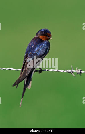 Barn swallow (Hirundo rustica) appollaiato sulla recinzione barbwire lungo il campo Foto Stock