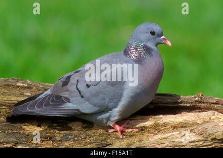 Magazzino colomba (Columba oenas) ritratto Foto Stock