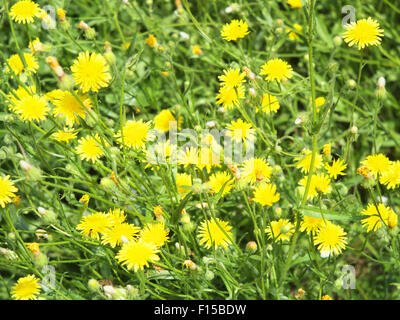 Folto di piccoli fiori gialli Picris rigida a Forest Lawn close up, sharp in primo piano e fuori fuoco in background Foto Stock