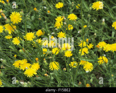 Folto di piccoli fiori gialli Picris rigida a Forest Lawn close up, sharp in primo piano e sfocata in background Foto Stock