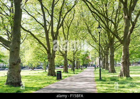 Viale alberato percorso in campi di Highbury, Islington, London, Regno Unito Foto Stock