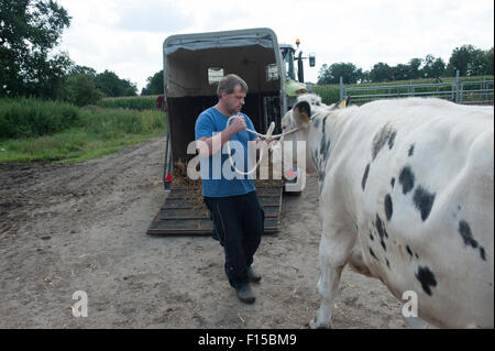 Trebel, Germania, una vacca da latte è portato a un Pferdeanhaenger Foto Stock