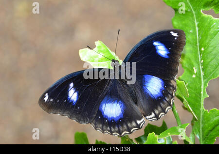 Grande Eggfly butterfly, comune - Eggfly Hypolimnas bolina Foto Stock