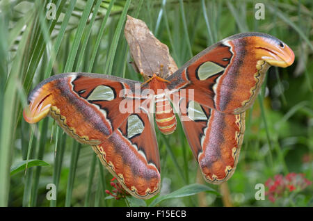 Gigante falena Atlas, Attacus atlas Foto Stock