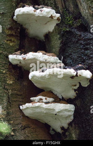 Root rot fungus crescendo lato della struttura ad albero Foto Stock
