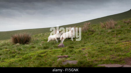 Agnelli in Brecon Beacon montagne nel Galles del Sud, Regno Unito. Foto Stock