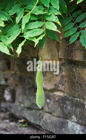 Il Glicine floribunda pod di sementi Foto Stock