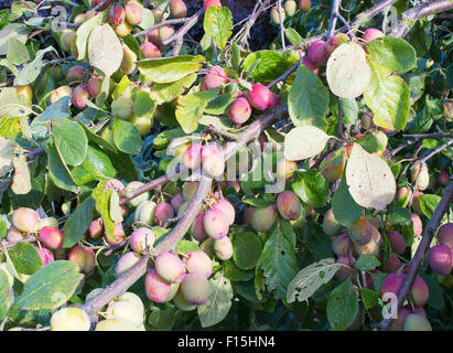 I rami di un Victoria prugna albero carico di frutti immaturi, a nord-est, England, Regno Unito Foto Stock