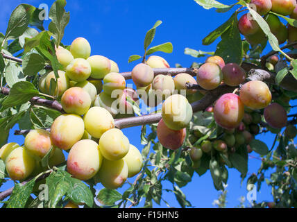 I rami di un Victoria prugna albero carico di frutti immaturi, a nord-est, England, Regno Unito Foto Stock